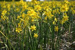 Narcissus 'Simplex'Jonquille bestellen